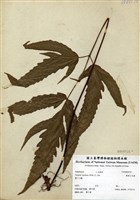 藏品(變葉三叉蕨)的圖片